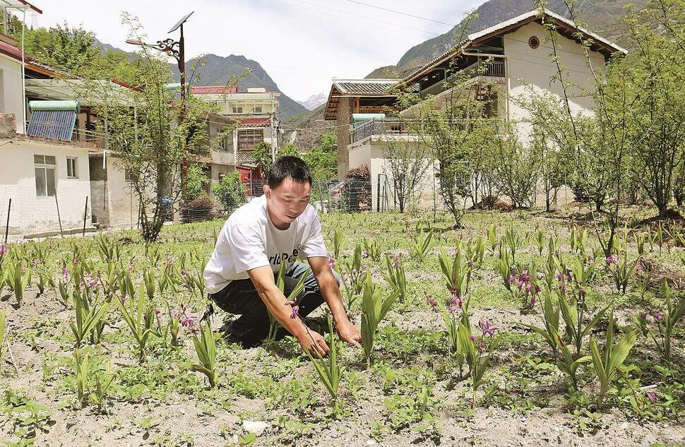 ལས་ལ་བརྩོན་ཞིང་བསམ་གཞིག་བྱེད་མཁས་ན།། རང་ཉིད་ཕྱུག་པོར་འགྱུར་ལ་དཀའ་ཁག་ཅི།།
