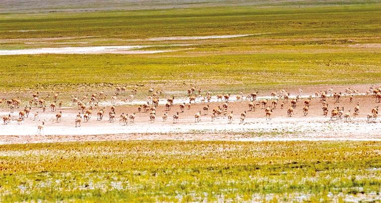 བྱང་ཐང་གི་གཙོད།