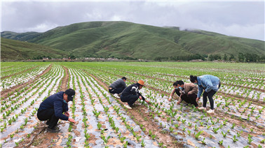 ཞིང་ལས་དེང་རབས་ཅན་དུ་གྱུར།  མཐོ་སྒང་མི་དམངས་འབྱོར་ཕྱུག་རྒྱས།