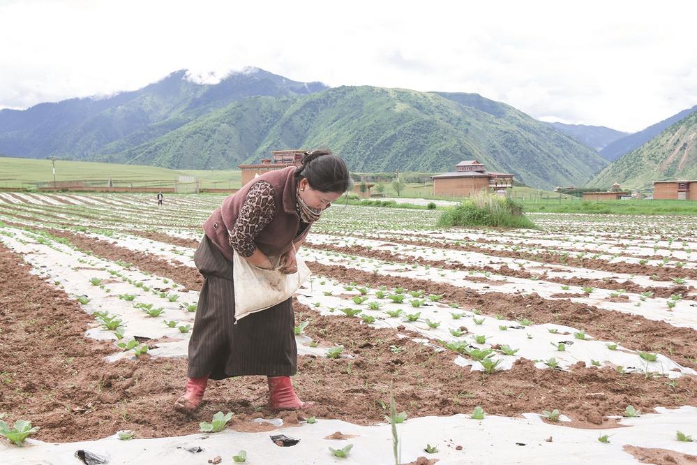 དེང་རབས་མཐོ་སྒང་གི་ཁྱད་ཆོས་ཞིང་ལས་ཀྱིས་འབྱོར་འབྲིང་ལམ་བུ་བཏོད།