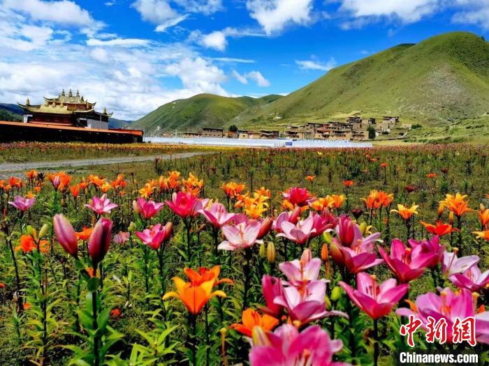 འཛམ་ཐང་རྫོང་གིས་ལུག་མཉེ་མེ་ཏོག་འདེབས་འཛུགས་བྱས་ཏེ་དམངས་ལ་ཁེ་ཕན་བསྐྲུན། 