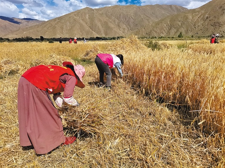 འཕྲལ་སྒྲུབ་རུ་ཁག་གིས་མང་ཚོགས་ལ་ལོ་ཏོག་བརྔ་རོགས་བྱས་པ།