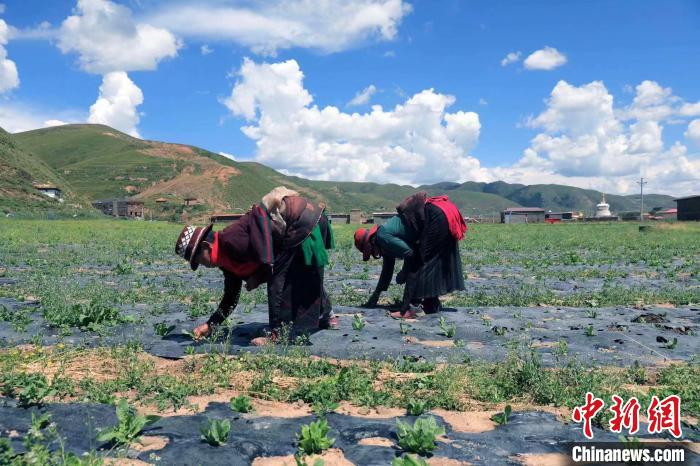 འཛམ་ཐང་རྫོང་གིས་སྔོ་ཚལ་འདེབས་འཛུགས་ལ་བརྟེན་ནས་དམངས་ཀྱི་འཚོ་བའི་ཆུ་ཚད་ཇེ་མཐོར་ཕྱིན།  