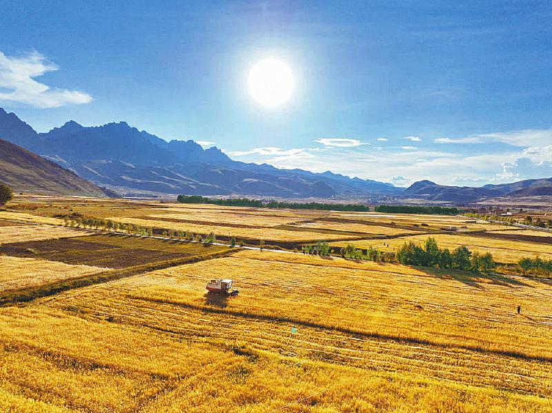 དཀར་མཛེས་ཁུལ་གྱི་ས་གནས་མང་པོའི་ཞིང་པ་སྟོན་བསྡུའི་ལས་ལ་བྲེལ་བཞིན་འདུག