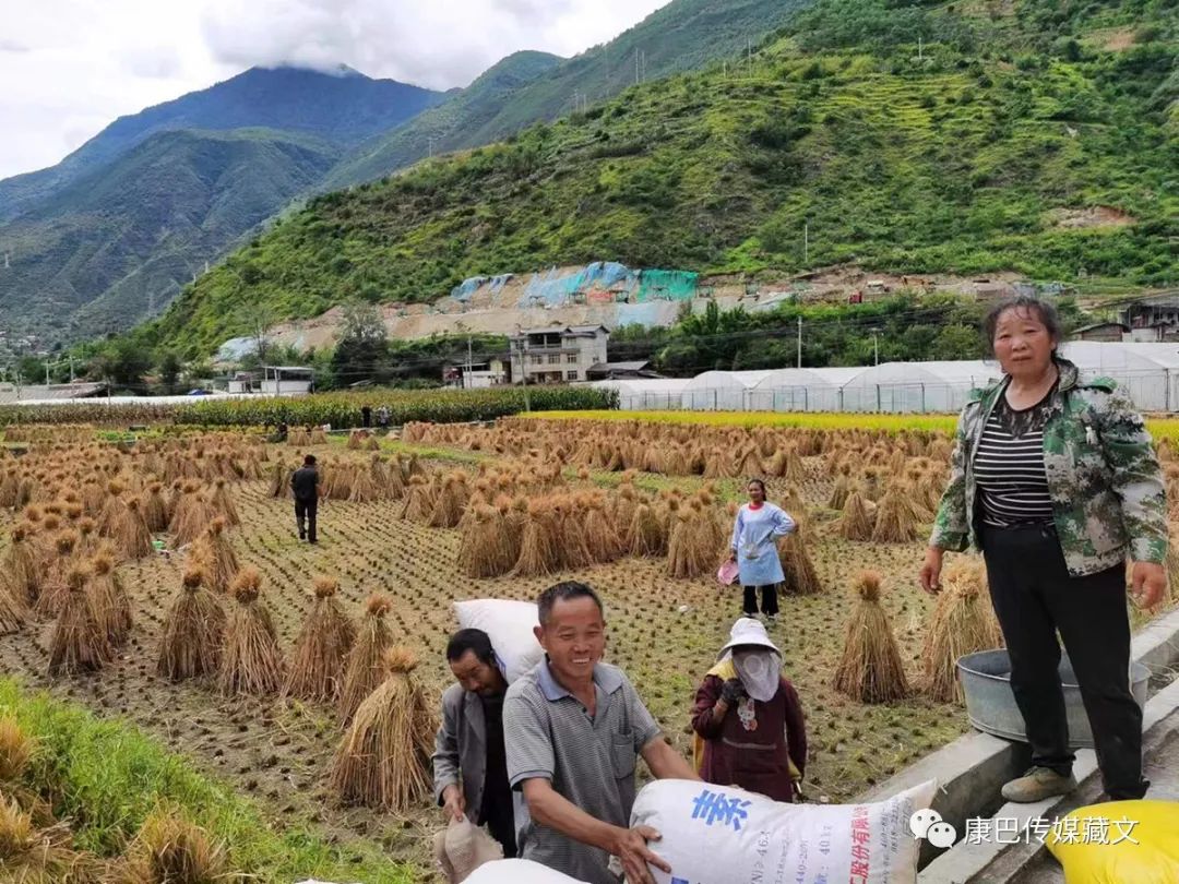 ས་འགུལ་གྱི་རྗེས་སུ་ཞིང་པ་ཚོ་སྟོན་བསྡུའི་ལས་ལ་བྲེལ།
