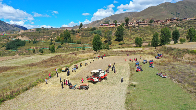“སེ་འབྲུ”ཞབས་ཞུ་རུ་ཁག་གིས་སྟོན་བསྡུ་བར་རོགས་རམ་བྱས་པ། 