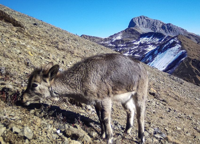 མུ་ལི་རྫོང་གི་རི་སྐྱེས་སྲོག་ཆགས་ཀྱི་ཁ་གྲངས་ཇེ་མང་དུ་ཕྱིན་པ། 