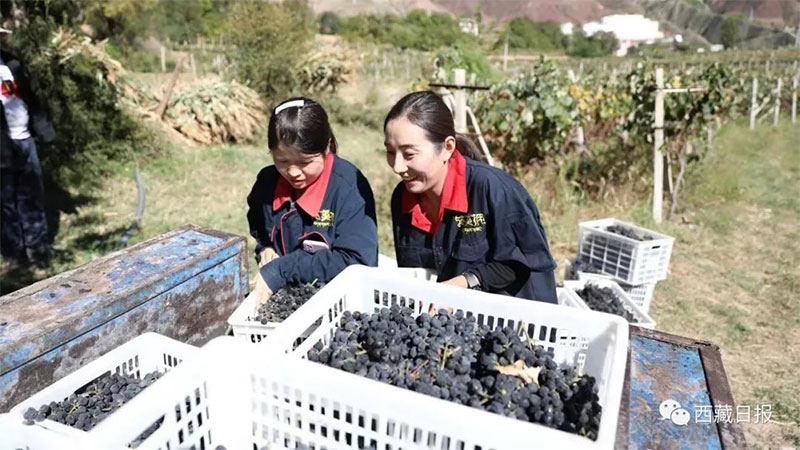 བོད་ལྗོངས་ཀྱི་རྒུན་འབྲུམ་ཆང་འཚོང་མཁན་ཚོས་མཚོ་ལགས། 