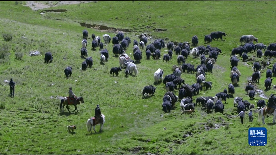 མཚོ་སྔོན་གྱིས“སྐྱེ་ཁམས་དམིགས་བསལ་དུ་བཟུང”ནས་ལྗང་མདོག་འཕེལ་རྒྱས་ལ་སྣེ་ཁྲིད་བྱས་པ།