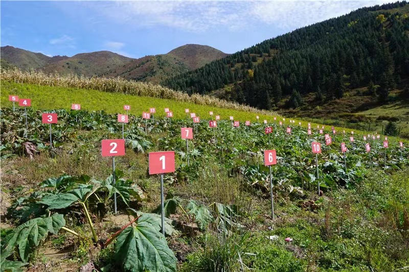 ལྕུམ་རྩྭ་ལ་ལོ་ལེགས་བྱུང་བས་མང་ཚོགས་སྤྲོ་བས་ཁེངས།