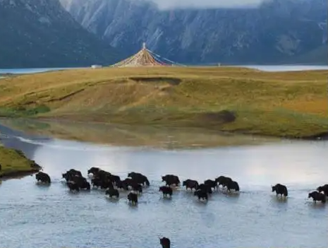 གཅིག་སྒྲིལ་ནོར་གནག་ལ་སྤུས་ཚད་ཁྱད་འཕགས་ཀྱི་དཔང་རྟགས་ཐོབ་འདུག