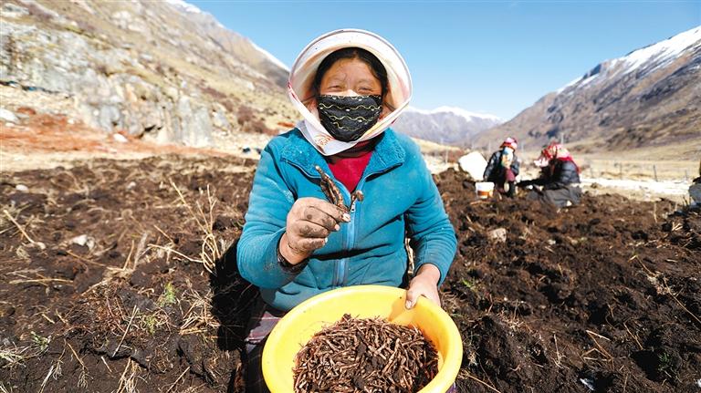 གྲོ་མའི་ཐོན་འབབ་ལེགས་པ།