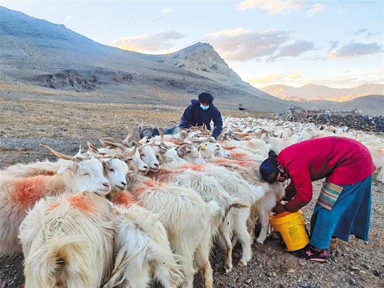 དཀར་ཆུའི་དྲི་ཞིམ་འཐུལ། ཕྱུག་འགྱུར་ལམ་བུ་ཡངས།
