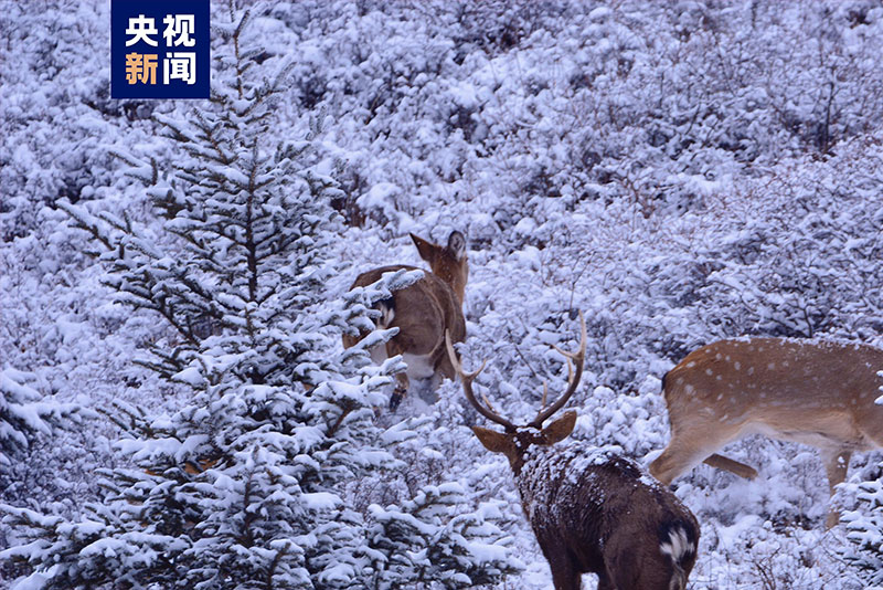 མཚོ་སྔོན་དཔའ་ལུང་རྫོང་དུ་ཤྭ་རྒྱུ་བ་མཐོང་།