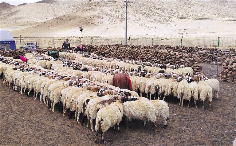 མཉམ་ལས་ཁང་དུ་ཞུགས། ཕྱུག་འགྱུར་ལམ་བཟང་རྙེད།