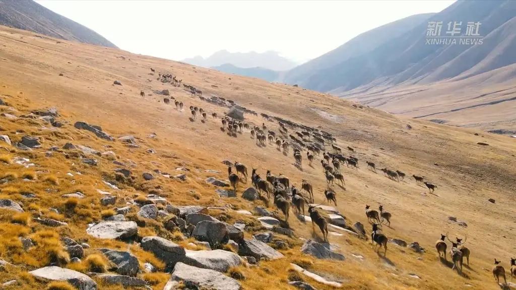 ཤུག་རི་མཛེས་ལྗོངས་ཁུལ་དུ་ཤྭ་སྐྱའི་ཁྱུ་ཚོགས་མངོན།