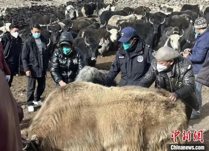 ཡུལ་ཤུལ་དུ་འབྲི་གཡག་བརྐུས་པའི་གྱོད་གཞི་ཆེན་པོ་ཞིག་རྩད་ཆོད་འདུག