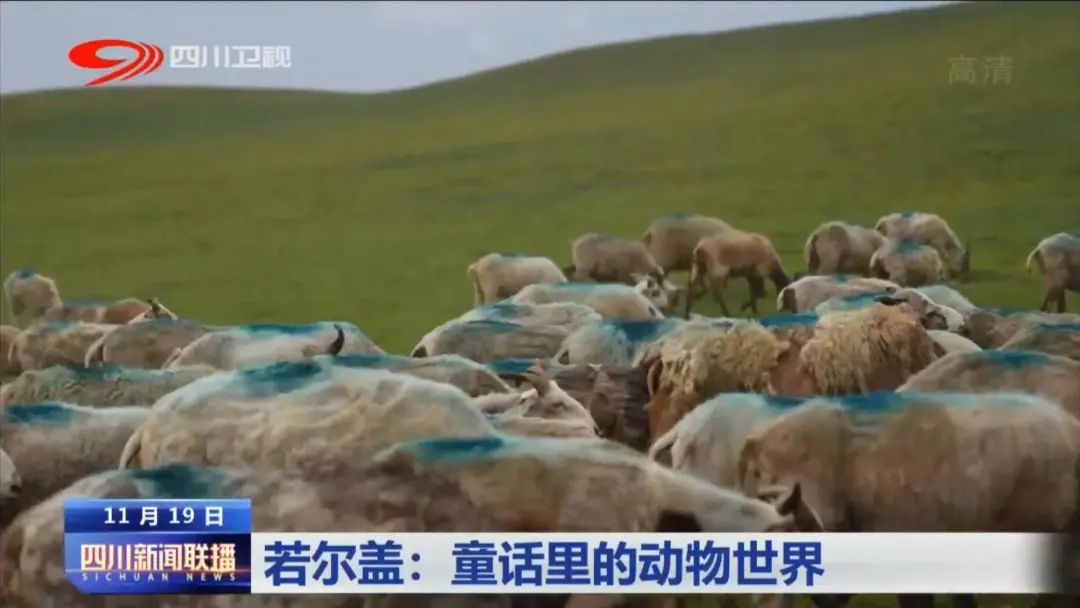 མཛོད་དགེ་ནི་ལྷ་ཡུལ་ལྟ་བུའི་སྲོག་ཆགས་ཀྱི་འཇིག་རྟེན་དུ་གྲུབ།