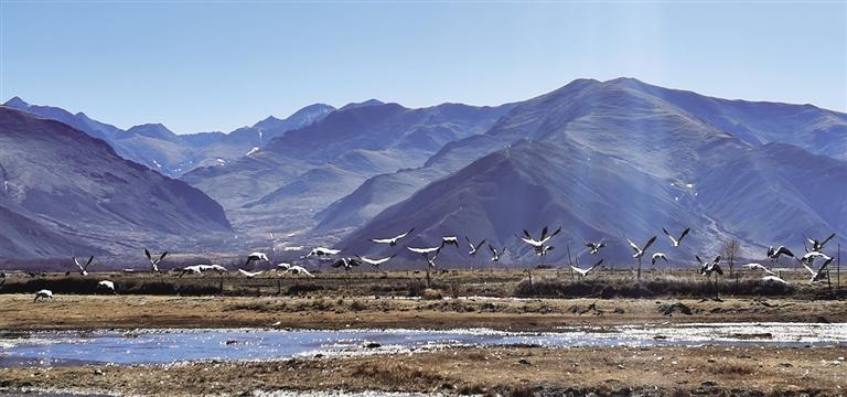 ལྷ་ས་ཐང་དཀར་འདམ་ར། རྩ་ཆེའི་འདབ་ཆགས་རིགས་ཀྱི་དགུན་དུས་དགའ་ཚལ།