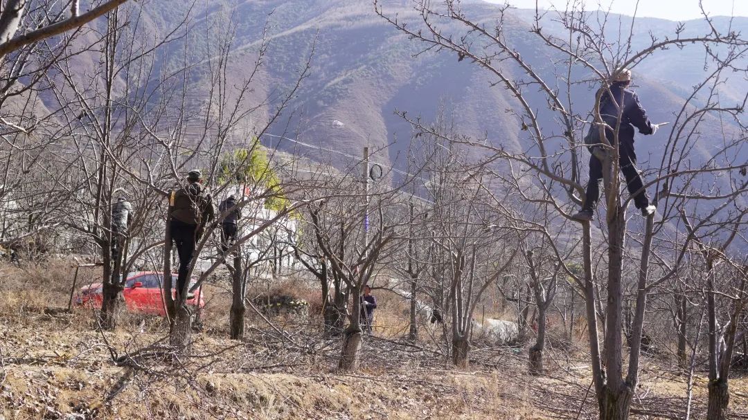 སིལ་སྡོང་ར་བར་གཙང་ཉར་བྱས་ཏེ་དཔྱིད་རྨོད་ལ་ལྟ་གོན་བྱས།