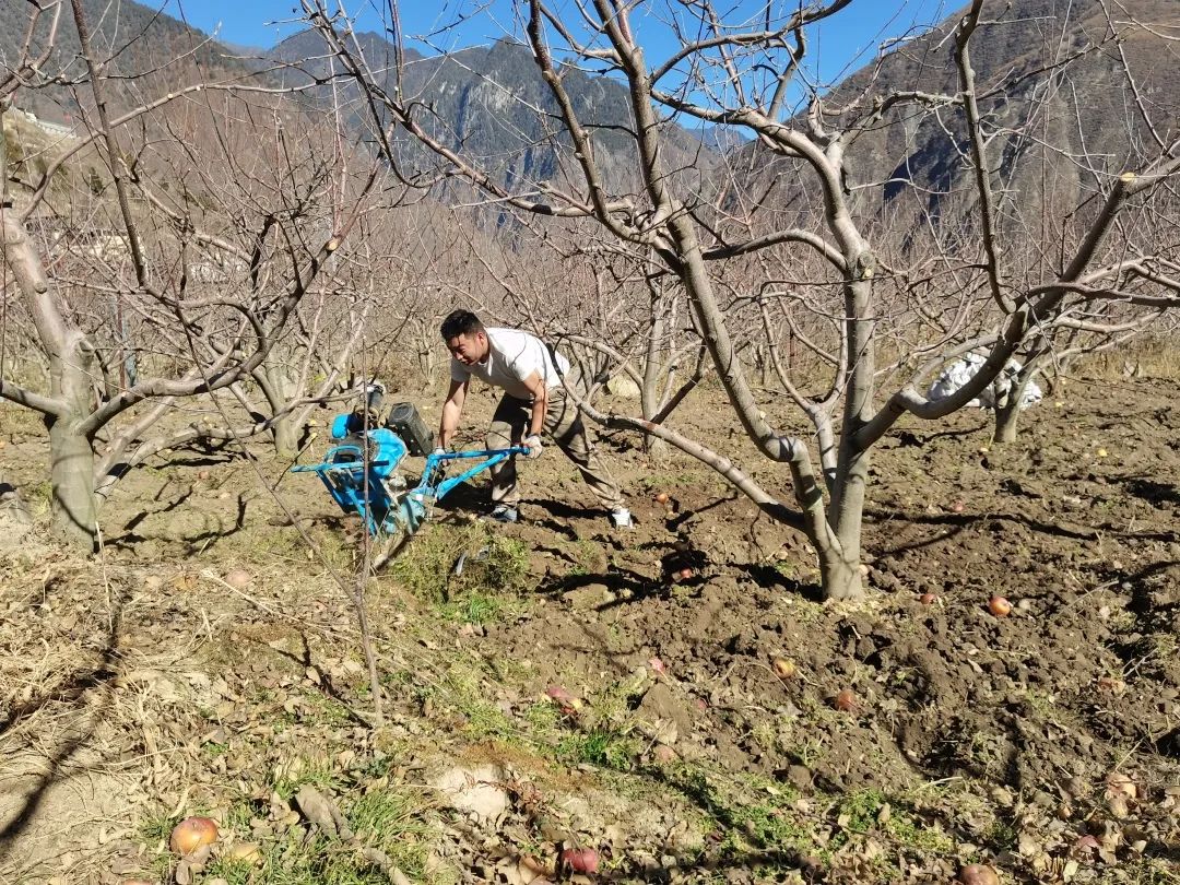 ལིས་རྫོང་གི་ཞིང་བས་དཔྱིད་རྨོད་ལ་ལྟ་གོན་བྱས།