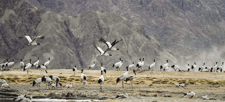ཅི་དགར་རོལ་བའི་ཁྲུང་ཁྲུང་སྐེ་ནག