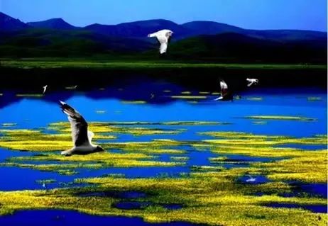 མཚོ་ཁྱ་ཁྲེབ་མཛེས་ལྡན་གྱི་མཚེའུ་རུ་བདམས་ཐོན་བྱུང་།