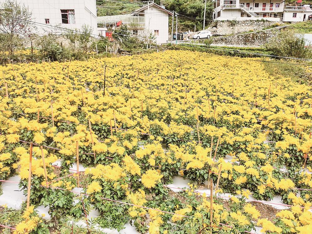 དར་མདོ་གྲོང་ཁྱེར་ཕོག་ཐག་ཡུལ་ཤོག་གིས་ཐོན་ལས་སྣ་མང་མཉམ་དུ་སྤེལ་ནས་མང་ཚོགས་ཀྱི་ཡོང་འབབ་འཕར་ཐབས་བྱས།