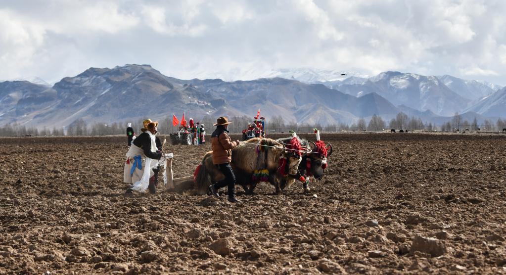 མཚོ་བོད་མཐོ་སྒང་གི་དཔྱིད་འདེབས་མགོ་བརྩམས་པ།
