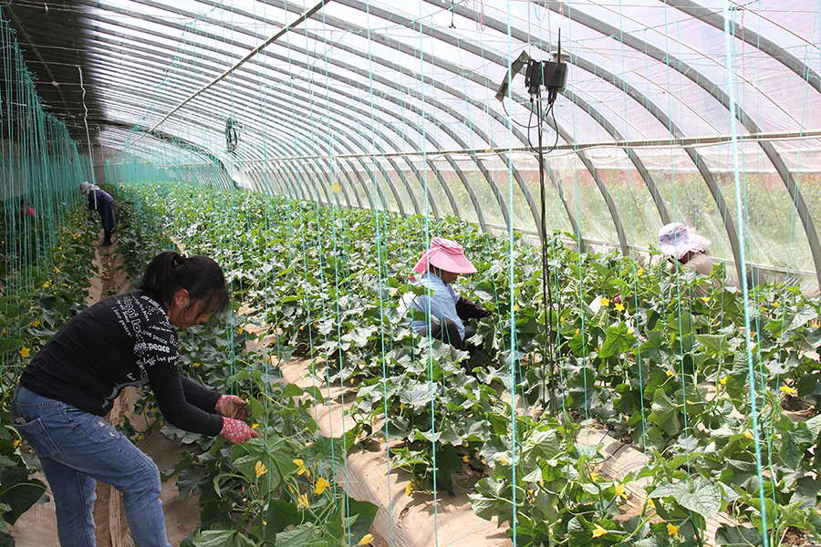 ལི་ཐང་རྫོང་གི་ཨང་ཀིའི་དཔལ་འབྱོར་གྱིས་འཕེལ་རྒྱས་ སྤུས་ཚད་མཐོན་པོ་ཡོང་བར་ནུས་པ་བསྩལ།