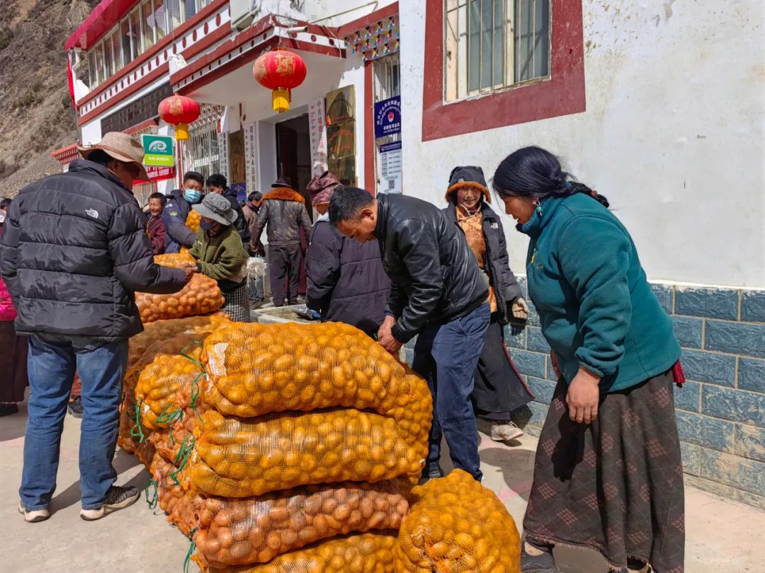 འཛམ་ཐང་རྫོང་གིས་དཔྱིད་རྨོའི་ས་བོན་རིན་མེད་ཀྱིས་འགྲེམ་གཏོང་བྱས།