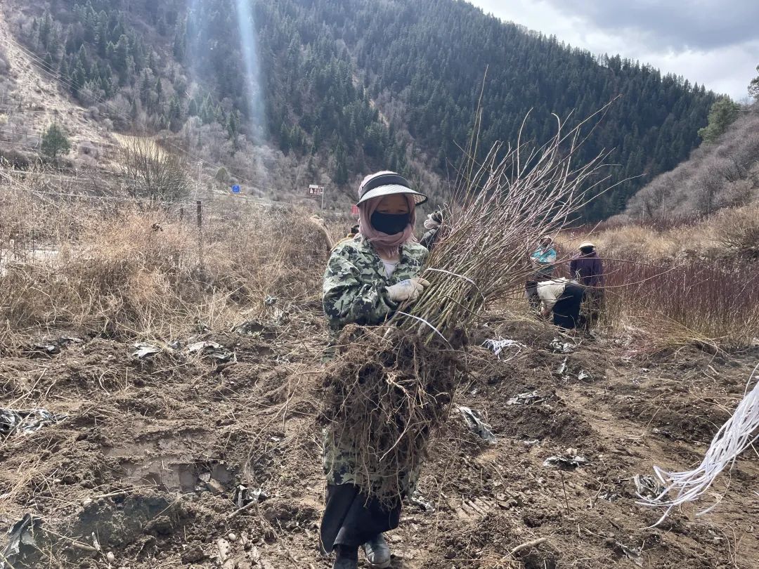 འཛམ་ཐང་རྫོང་གིས་ཐོན་ལས་ལ་བརྟེན་ནས་འཕེལ་རྒྱས་གསར་བར་བསྙེགས།
