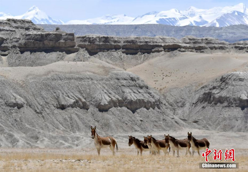 བོད་ལྗོངས་མངའ་རིས་སུ་རྒྱུ་བཞིན་པའི་རྐྱང་ཁྱུ།