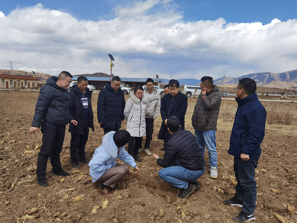 ཆེད་མཁས་པས་ཡུལ་དངོས་ནས་བརྟག་དཔྱད་བྱས་ཏེ་ལི་ཐང་གི་མཐོ་སྒང་ལ་ཕུག་ཐོན་ལས་འཕེལ་རྒྱས་སྤུས་ཚད་མཐོན་པོ་ཡོང་བར་རམ་འདེགས་བྱས།