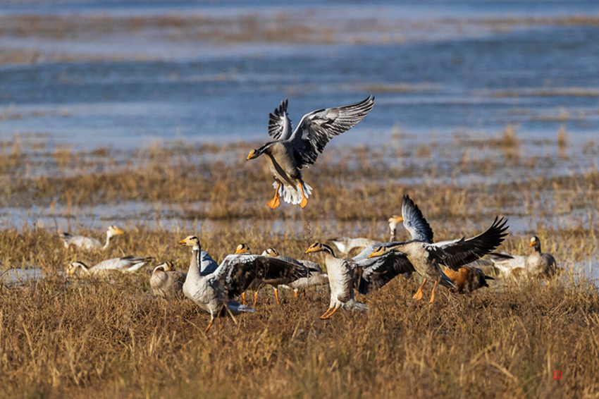 གསེར་རྟའི་སྙིའི་ན་གཞུང་དུ་ཁྲུང་ཁྲུང་ཇེ་མང་རེད།