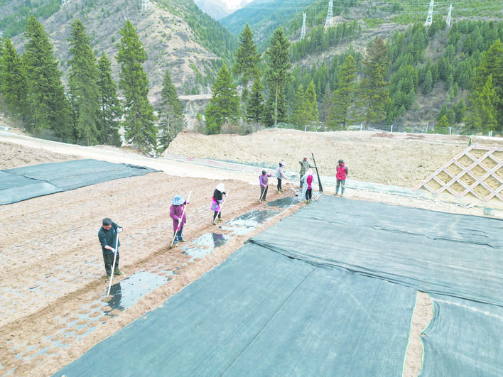 ཞིང་བ་རྣམས་གླང་རྔ་འདེབས་འཛུགས་ཀྱི་ལས་ལ་བྲེལ་བཞིན་འདུག