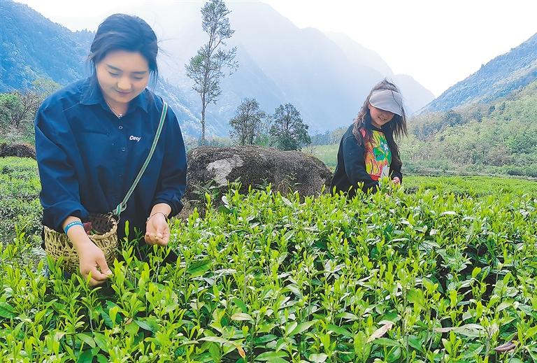 ཇ་ལོའི་དྲི་བསུང་འཐུལ། དམངས་ལ་འབབ་འཕར་བྱུང་།