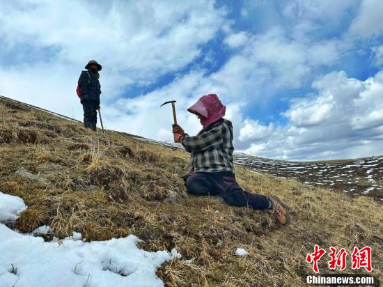 དབྱར་རྩྭ་དགུན་འབུ་བརྐོ་བའི་དུས་སླེབས་པ།