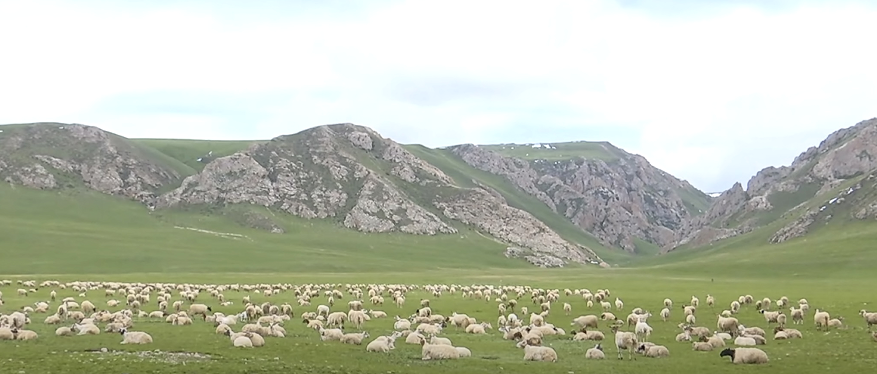 བོད་ཀྱི་ཕྱུགས་སྨན་རྒྱུད་འཛིན་དང་དར་སྤེལ་གྱིས་ཕྱུགས་ལས་ཀྱི་འཕེལ་རྒྱས་ཇེ་མགྱོགས་སུ་བཏང་།