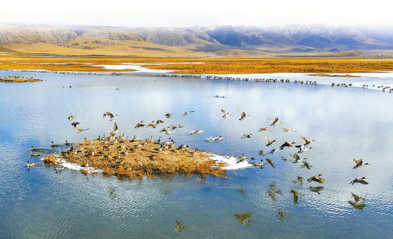 མཛོད་དགེ་རྩྭ་ཐང་བརླན་སའི་ཆུ་ཁུངས་གསོ་སྐྱོང་སྐྱེ་ཁམས་སྲུང་སྐྱོབ་དང་སླར་གསོ་ལས་གཞིར་མགྱོགས་མྱུར་ངང་སྐུལ་འདེད་བཏང་བ།