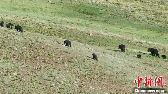 ས་ཆ་འདི་ནས་དྲེད་མོ11མཉམ་དུ་པར་བླངས་འདུག 