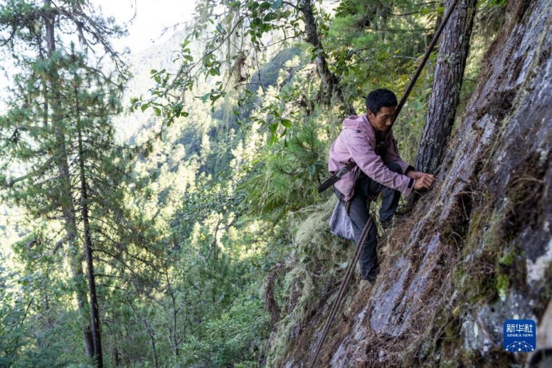 ཧི་མ་ལ་ཡའི་རི་ཁྲོད་ཀྱི་ཐོན་རྫས་སྔོག་འདོན་བྱེད་མཁན།