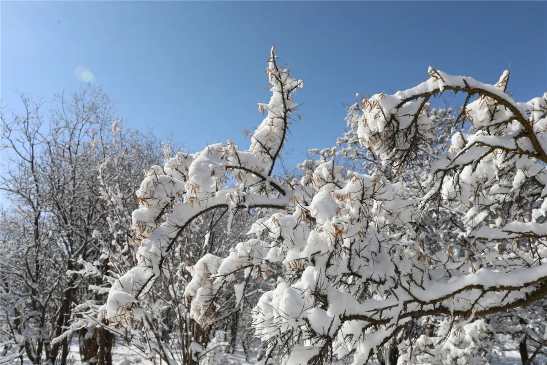 མཐོ་སྒང་གི་གྲོང་ཆུང་མཛོད་དགེ་མཐོང་བ་ཀུན་སྨོན་ཁ་བའི་མེ་ཏོག་གིས་བརྒྱན། 