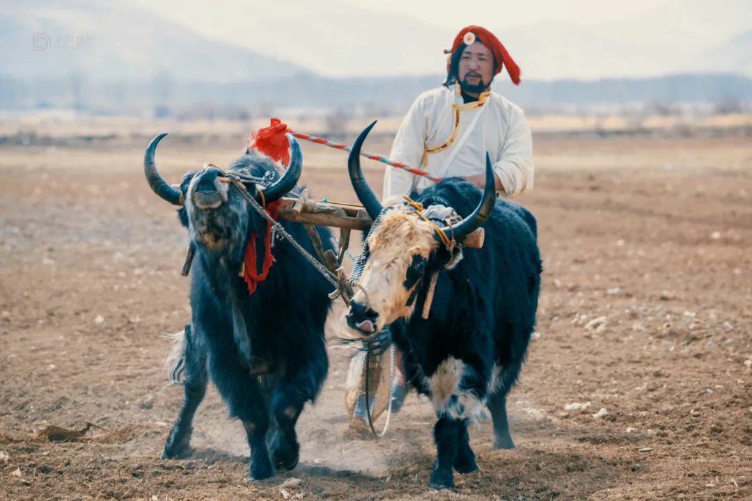 བྲག་འགོ་རྫོང་གིས་དཔྱིད་རྨོད་ཐོན་སྐྱེད་བྱེད་སྒོ་སྤེལ།
