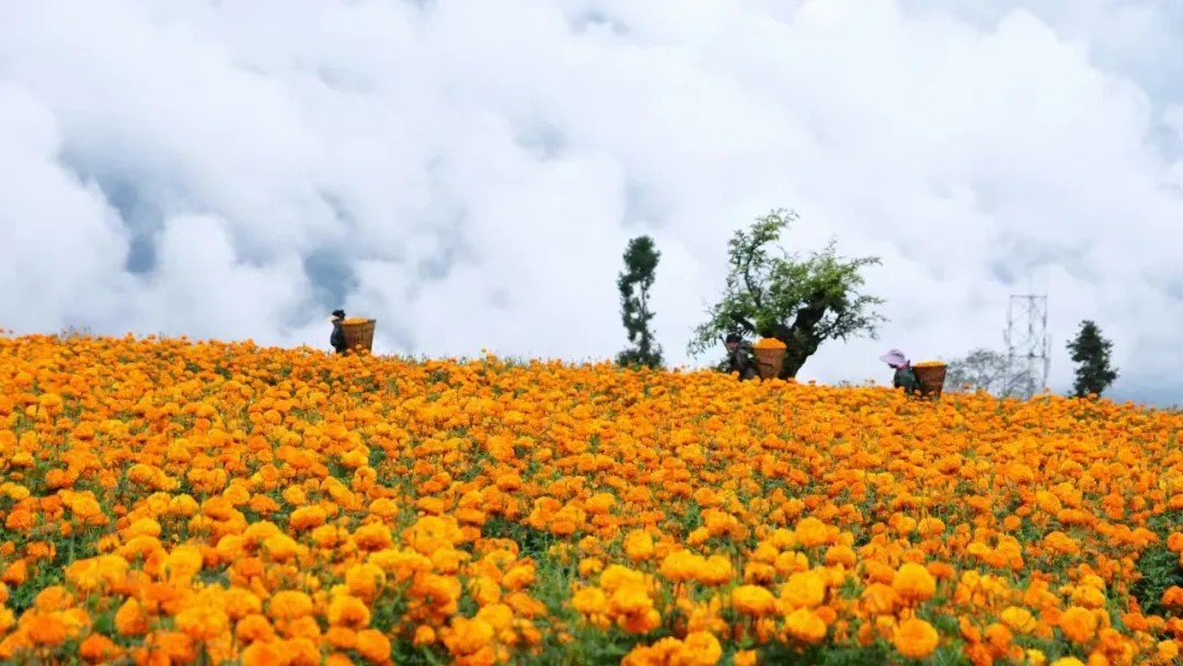 དཀར་མཛེས་ཁུལ་གྱི་ཞིང་པའི་ལོ་ལེགས།